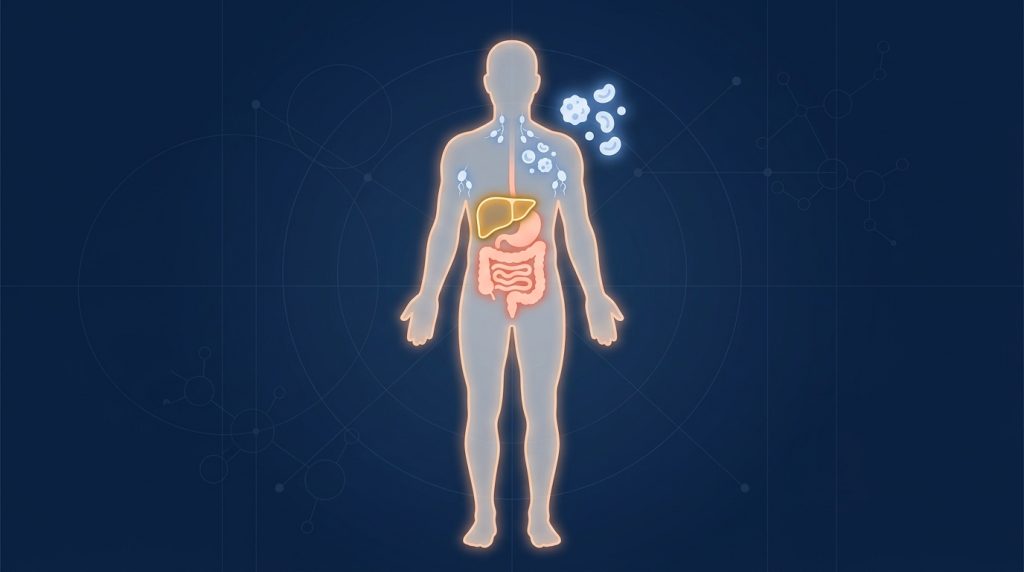 Medical illustration showing the side effects of Aubagio on four body systems — liver, immune system, skin, and digestive tract — highlighted on a human silhouette.